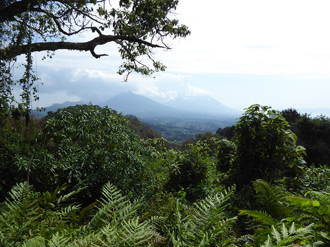 Among Rwanda’s Volcanoes | African Wildlife Foundation